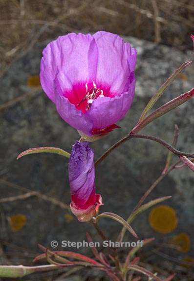 clarkia rubicunda 1 graphic